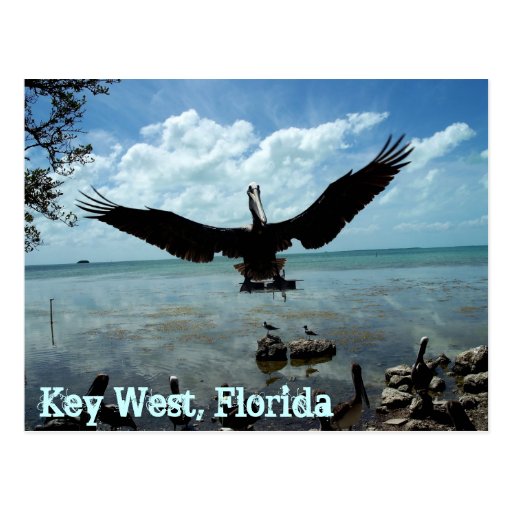 Key West Florida Pelican Wildlife Post Card Photo