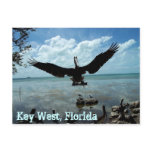 Key West Florida Pelican Wildlife Post Card Photo