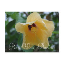 Key West, Florida Postcard