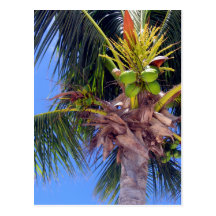 Key West Palm - Postcard