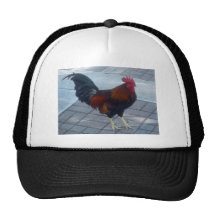 Key West Rooster Hat