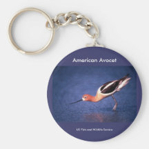 Keychain /  American Avocet in Breeding Plumage