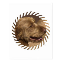 Khandu Afghan Hounds Postcard