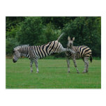 Kicking zebra postcard
