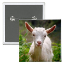 Kid Goat Button buttons