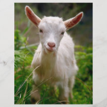 Kid Goat Custom Flyer