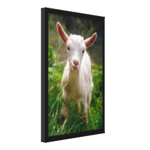 Kid Goat Gallery Wrap Canvas
