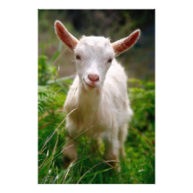 Kid Goat Photo
