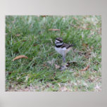 Killdeer Chick posters