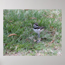 Killdeer Chick Posters