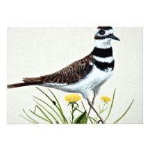 Killdeer  flowers announcements