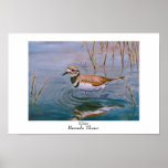 Killdeer Poster