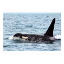 Killer Orca Male Whale San Juan Island Post Card