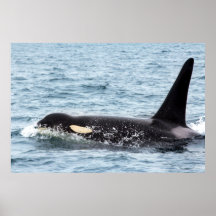 Killer Orca Male Whale SanJuanIsland Large Poster