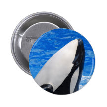 Killer Whale Button