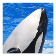 Killer Whale Custom Announcements