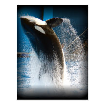 Killer Whale Jumping Post Cards