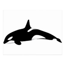 Killer Whale Post Card