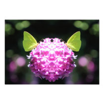 Kindred Spirits Butterfly Photograph