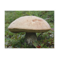King Boletus Mushroom on Unalaska Island Post Card