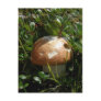 King Boletus Mushroom, Unalaska Island Postcards