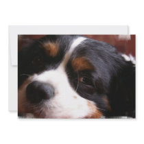 King Charles Cavalier Spaniel Invitation