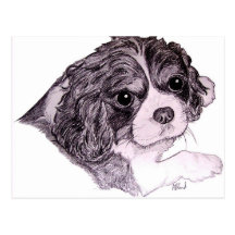 King Charles Cavalier Spaniel Postcard