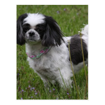 King Charles Spaniel Postcard