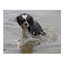 king charles spaniel pup post card