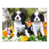 King Charles Spaniel puppies Photo