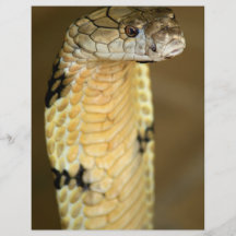 king cobra flyer