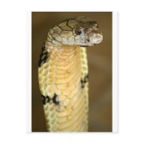 king cobra post cards
