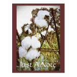 King Cotton Post Cards