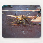 King Crab Snagged and Released Mousepads