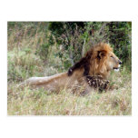 king lion post cards