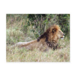king lion post cards