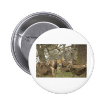 King of the Forest Pin