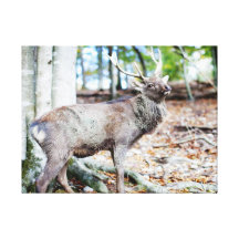 King of the Hill Canvas Canvas Print