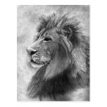 King of the Jungle, Hand drawn Lion in Graphite Postcards