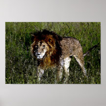 King of the Jungle Posters