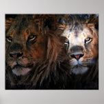 King of the Jungle Print