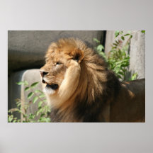 King of the Jungle Print