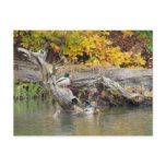 King of the Log Postcards