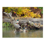 King of the Log Postcards