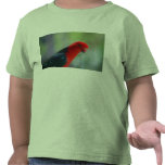 King Parrot