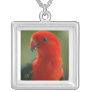 King Parrot