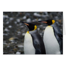 King Penguins Greeting Card