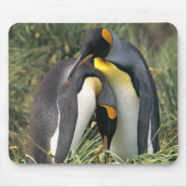 King penguins Lovers mousepads