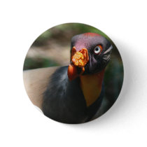 King Vulture bird closeup Sarcoramphus papa