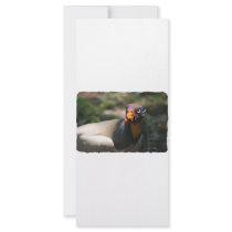 King Vulture bird closeup Sarcoramphus papa